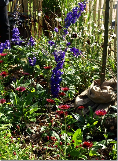 blåttoröttblommor vtnm