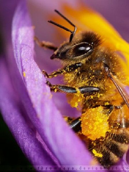 ¿POR QUÉ SE ESTÁN MURIENDO LAS ABEJAS?