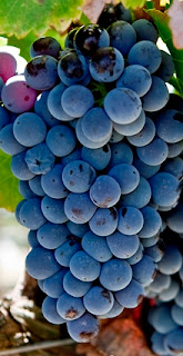 Grenache grape