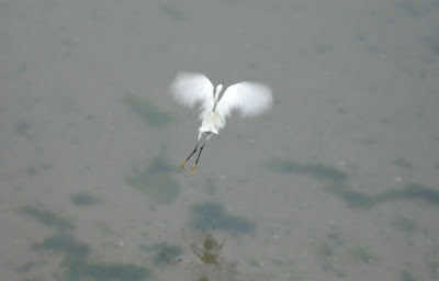 aigrette garzette s'envolant sur le port de Douarnenez