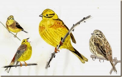 yellowhammer520