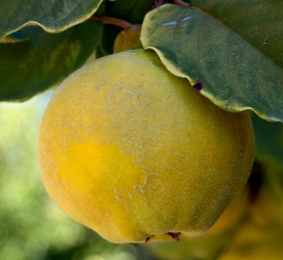Close up of quince growing on