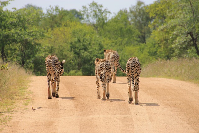 safari in Kruger Park