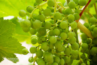 Shannon Hager Photography, Napa, Vineyards, Grapes