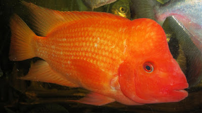 gambar ikan red devil berwarna merah