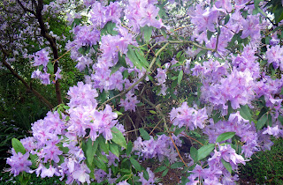 purple Blossoms to the Spring