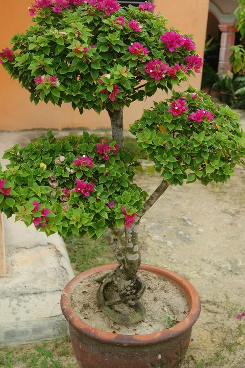 Bougainvillea Bonsai 