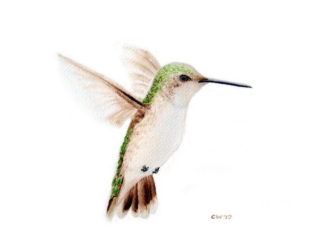 Hummingbird Paintings