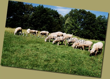 Sheep_0005