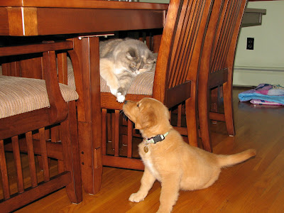 golden retriever puppy meeting cat