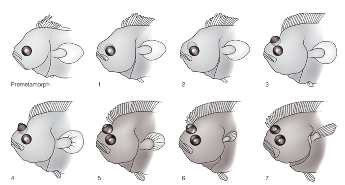 Migración progresiva del ojo en una platija de verano en desarrollo, Paralicthys dentatus. Cuando la larva del lenguado mide unos 10 mm de largo, el ojo derecho comienza a migrar hacia el lado izquierdo del pez a través de un proceso que incluye la reabsorción ósea y la rotación del neurocráneo del pez. Todo el proceso dura de 3 a 4 semanas, durante las cuales la larva crece entre 5 y 10 mm. La posición del ojo derecho en el lado derecho del cuerpo se representa en las etapas 1 a 3 (círculo tenue). Observe otros cambios en el desarrollo, incluido el desarrollo de las estructuras oculares, la migración anterior de la aleta dorsal, el crecimiento y elaboración de las aletas pectoral y pélvica y el crecimiento de la boca.