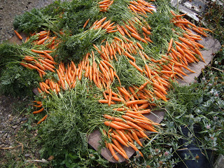 Oct 2009 Organic Market Garden Carrots