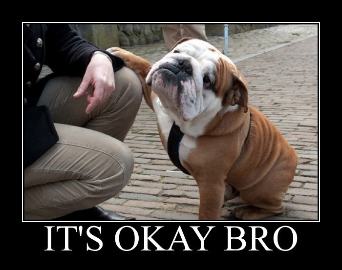 It's Okay Bro - Puppy Pug - So Calming