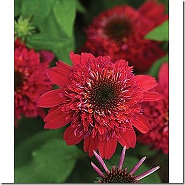 Echinacea_DoubleScoopRaspberry
