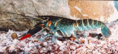 Peluang Usaha Budidaya Lobster Air Tawar di Rumah