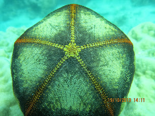 Scuba Diving