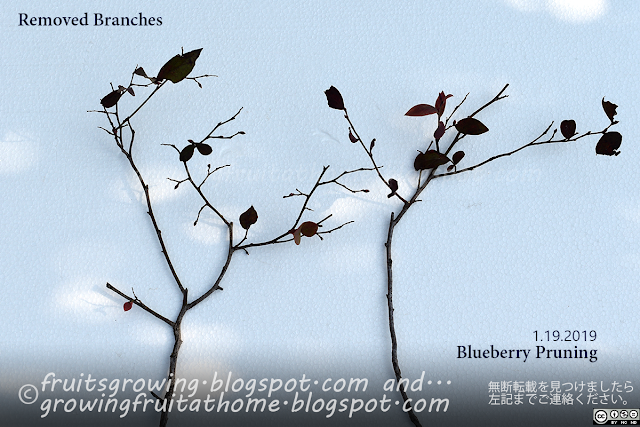 ブルーベリーの剪定 Blueberry Pruning