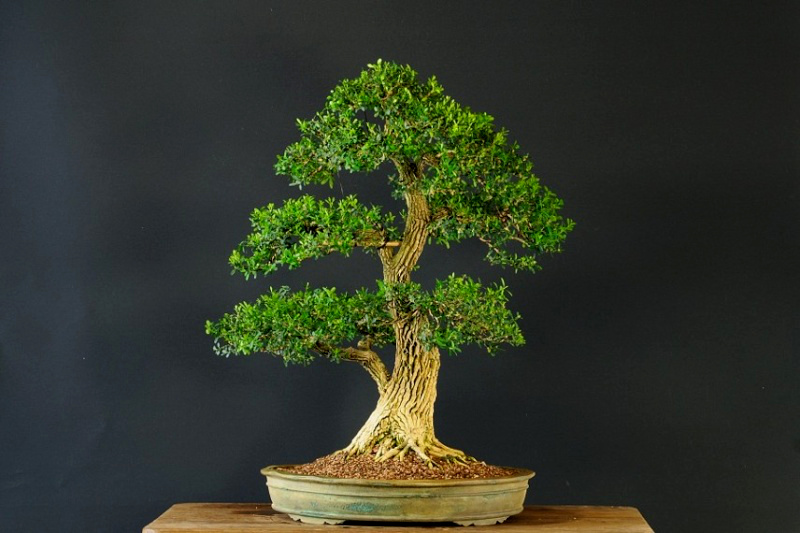 Buxus Bonsai (buxus harlandii)