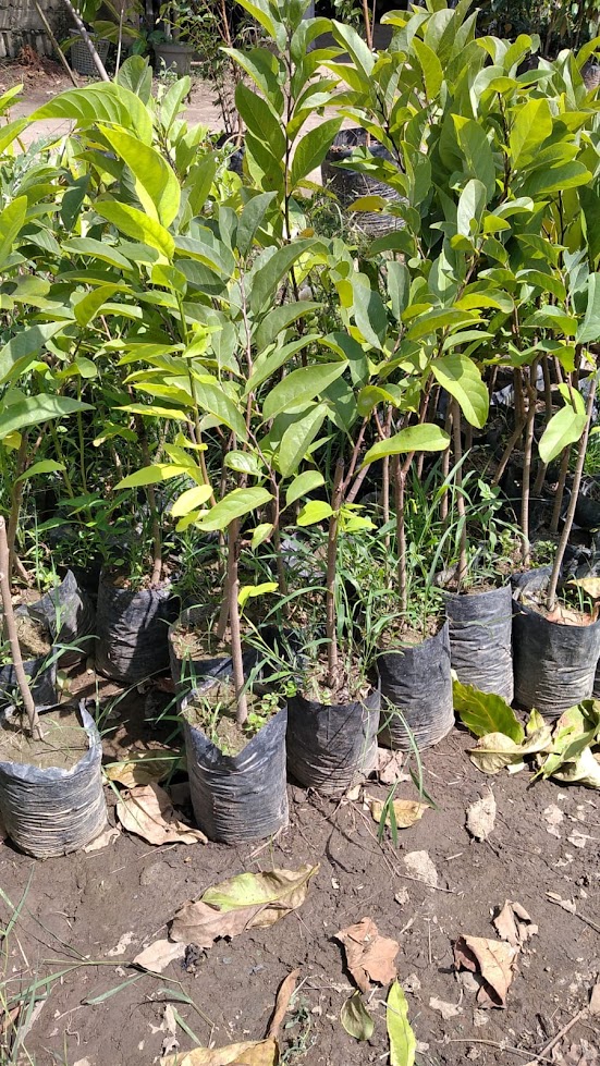 jual bibit tanaman srikaya merah unggulan sumatra barat Padang