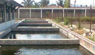 cara budidaya ikan gurame di kolam beton,cara budidaya ikan gurame di kolam terpal,ikan gurame di kolam beton,gurame di kolam terpal pdf,