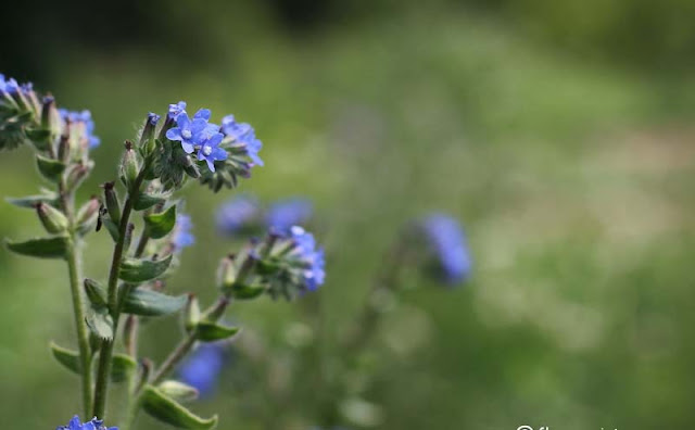 Anchusa Officinalis Flowers Pictures