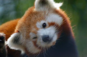 40 Adorable red panda pictures (40 pics), cute red panda tilts his head and gives wink
