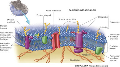 Sel kita dikelilingi oleh membran sel (membran plasma) pada bagian terluar. Membran sel yang memgelilingi sel dan menjaganya mengatur apa yang masuk dan keluar sel. Membran sel memisahkan bagian dalam sel (sitoplasma) dan bagian luar. Integritas membran sel adalah sangat penting untuk kehidupan sel. Membran sel adalah suatu bilayer fosfolipid yang disebut sebagai permeabel atau permeabel selektif, karena dia melewatkan molekul-molekul tertentu untuk masuk ke sel tetapi tidak untuk yang lainnya. Molekul fosfolipid memiliki bagian kepala yang bersifat polar dan ekor yang bersifat nonpolar. Protein yang ada pada membran sel memainkan penting untuk lewatnya suatu senyawa masuk ke sel