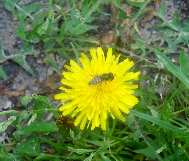 Dandelion flower at White Rock Lake, Dallas, Texas.