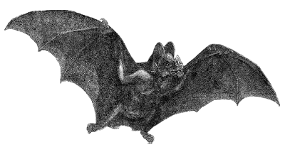 bat cat clipart 