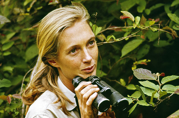 Jane Goodall in 1964