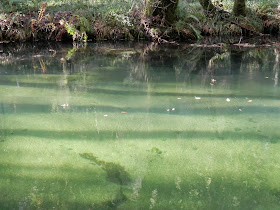 by E.V.Pita.... Spain, amazing rain forest in River Barragan (Pazos de Borben) / Por E.V.Pita.... Sorprendente bosque del río Barragan (Galicia, Pazos de Borbén y Fornelos de Montes) / A fraga do Barragán