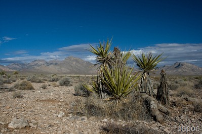 IMG_7629 copy