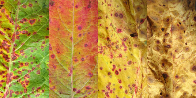 Four dock leaf sections in stages of drying.