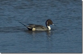 PINTAIL 2