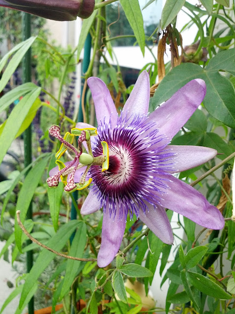 Purple Passiflora hybrid flower