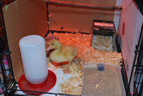 brooder duckling