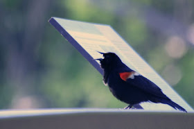 The Red-winges Blackbird @ Hendrie Park, RBG, Burlington, ON :: All Pretty Things
