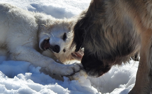 hvit gjeterhund leonberger