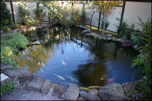 gambar-kolam-ikan-koi-terbaru