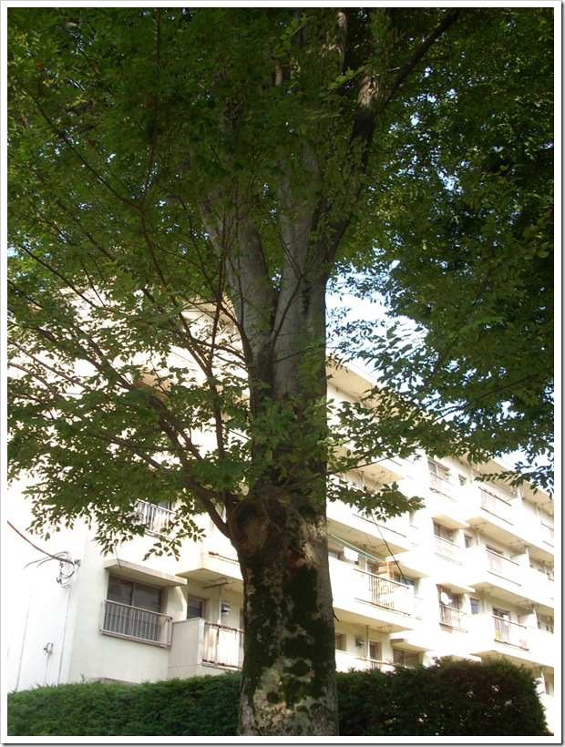 20110815_150723