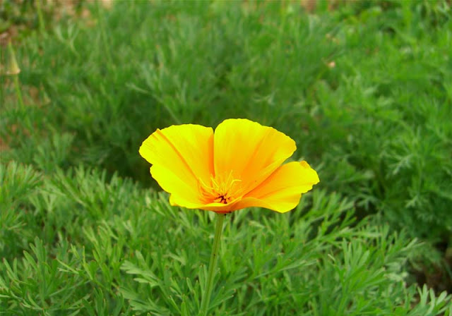 California Poppy Flowers Pictures