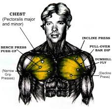 Chest Workouts, What Are the Best Ones to Do?