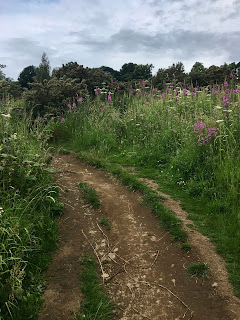 Flower-covered path in Corstorphine Hill.