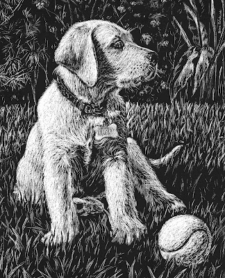 Yellow Lab Puppy Artwork Drawing On Black Scratch Paper