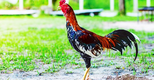 Kumpulan Gambar Ayam dan Informasi Mengenai Jenis Jenisnya 