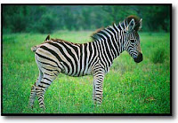 baby zebra