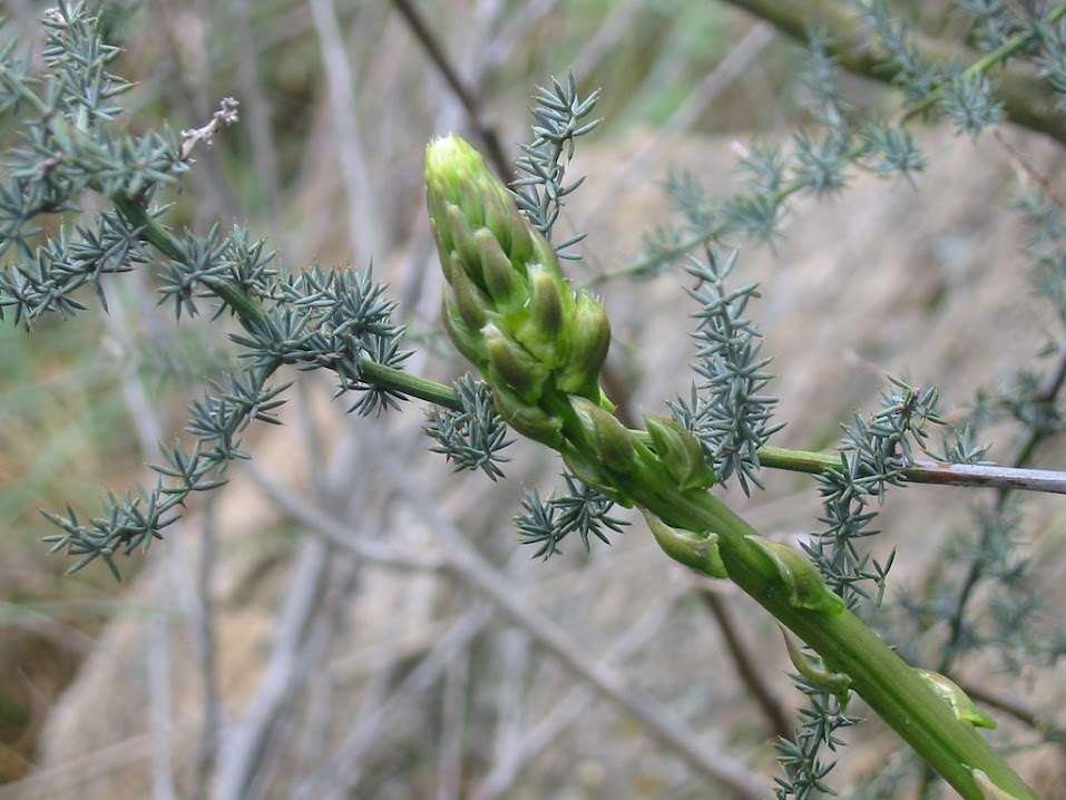 Asparagus_1