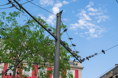 Pidgeons enjoying the sun