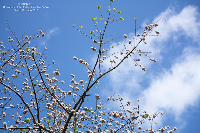 Cotton Tree #2