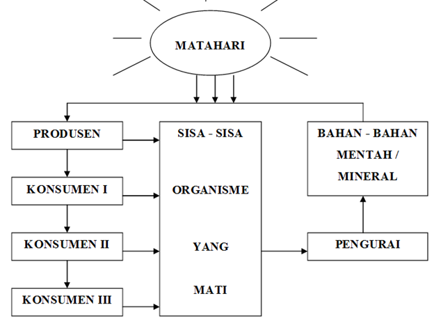 Pengertian Rantai Makanan Beserta Contohnya  Seputar 